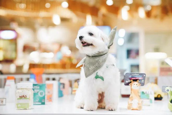 必一运动网页版MAIA ACTIVE开首家瑜伽主题店、小红书跨界开咖啡店、宠物用(图6)